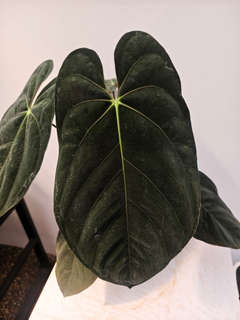 Anthurium Goliath Clone
