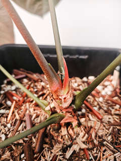 Anthurium Goliath Clone