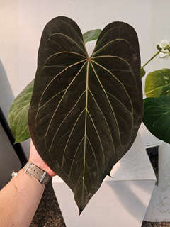 Anthurium HU/King of Spades x Papillilaminum