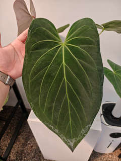 Anthurium HU/King of Spades x Papillilaminum