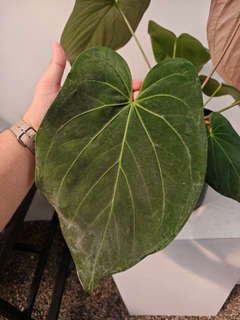 Anthurium HU/King of Spades x Papillilaminum