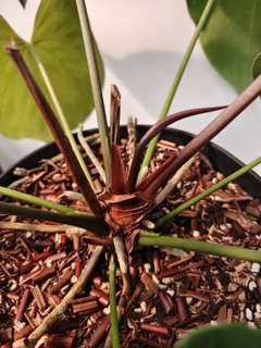 Anthurium HU/King of Spades x Papillilaminum