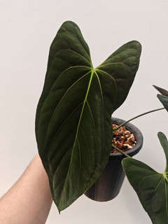 Anthurium Fort Sherman Clone