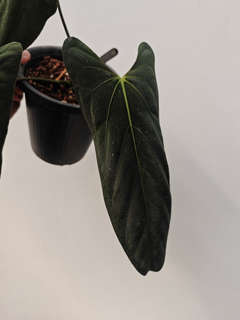 Anthurium Fort Sherman Clone