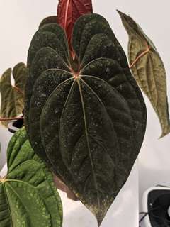 Anthurium Red Vein Dark Phoenix