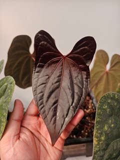 Anthurium Red Vein Dark Phoenix