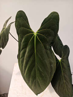 Anthurium Fort Sherman Clone