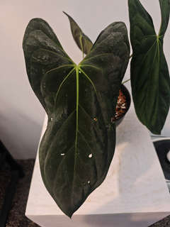 Anthurium Fort Sherman Clone