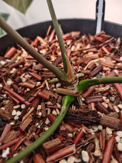 Anthurium Fort Sherman Clone