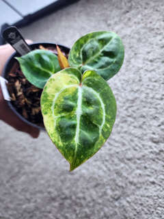 Anthurium Variegated Dorayaki x Red Crystallinum