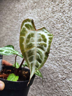 Anthurium Muchlis x Red Crystallinum