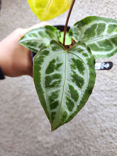 Anthurium Muchlis x Red Crystallinum