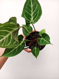 Anthurium Muchlis x Red Crystallinum