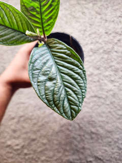 Labisia sp. Vietnam Corrugated Platinum