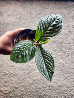 Labisia sp. Vietnam Corrugated Platinum
