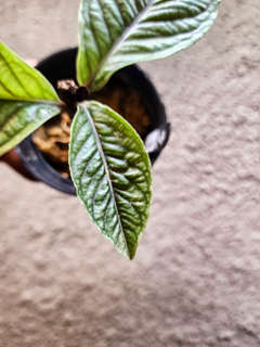 Labisia sp. Vietnam Corrugated Platinum