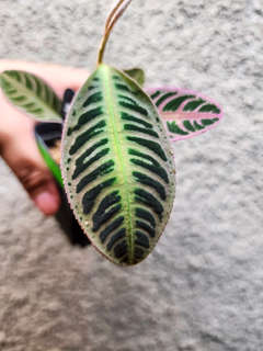 Emblemantha Urnulata sp. Riau Fishbone Pink