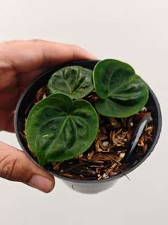 Anthurium HU/King of Spades 'Turtle-Back' Clone