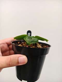 Anthurium HU/King of Spades 'Turtle-Back' Clone