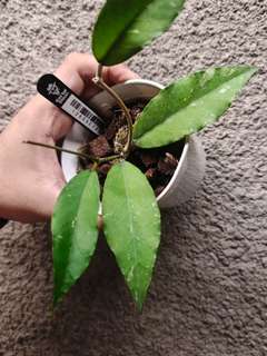 Hoya sp. Aceh 'Burjerango'