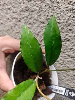 Hoya sp. Aceh 'Burjerango'