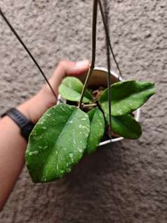 Hoya sp. Aceh 'Manohara'