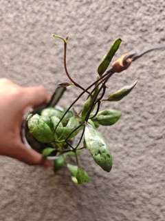 Hoya Lacunosa 'Sulcata Black Bone'