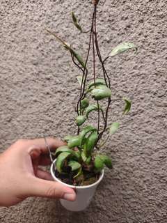 Hoya Lacunosa 'Sulcata Black Bone'