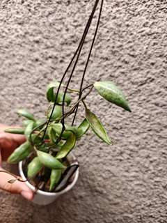 Hoya Lacunosa 'Sulcata Black Bone'