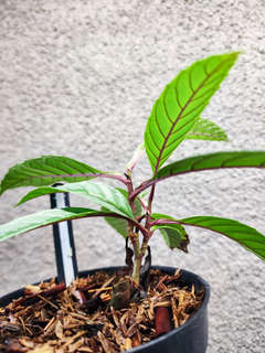Leea sp. Timika Platinum 2-Headed!