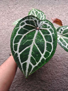 Anthurium Mojang Geulis Closed Sinus (Red Diamond)