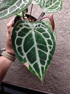 Anthurium Mojang Geulis Closed Sinus (Red Diamond)