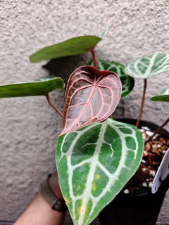 Anthurium Mojang Geulis Closed Sinus (Red Diamond)