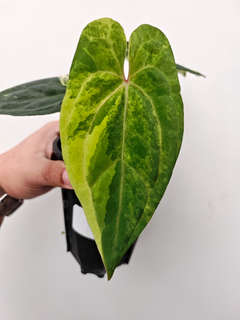 Anthurium Variegated Ace of Spades x Red Vein Dark Phoenix