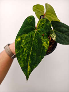 Anthurium Variegated Ace of Spades x Red Vein Dark Phoenix