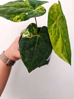 Anthurium Variegated Ace of Spades x Red Vein Dark Phoenix