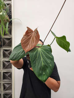 Anthurium HU/King of Spades Butterfly