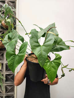 Anthurium Diabloense Clone