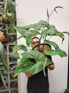 Anthurium Diabloense Clone