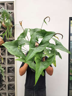 Anthurium Diabloense Clone