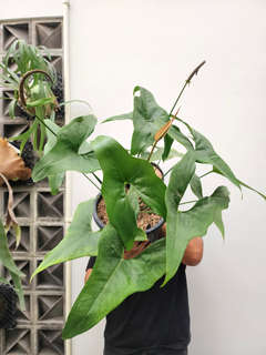 Anthurium Diabloense Clone