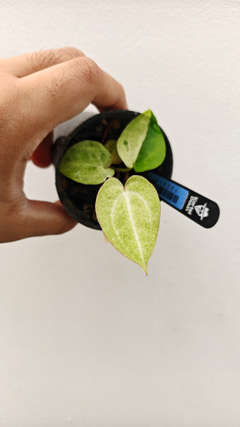 Anthurium Mint Variegated Goliath x Red Vein Dark Phoenix