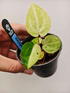 Anthurium Mint Variegated Goliath x Red Vein Dark Phoenix