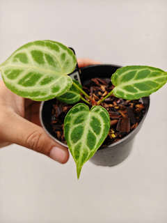 Anthurium Silver Tiger x HURC Round