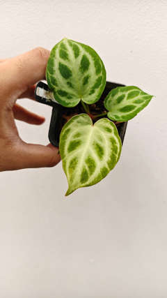 Anthurium Silver Tiger x HURC Round