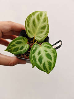 Anthurium Silver Tiger x HURC Round