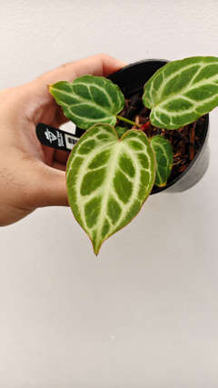 Anthurium Silver Tiger x HURC Round