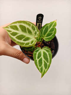 Anthurium Silver Tiger x HURC Round