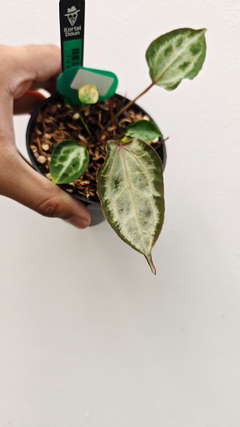 Anthurium Michelle x (Muchlis x RC) Chromatic Silver