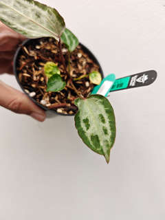 Anthurium Michelle x (Muchlis x RC) Chromatic Silver